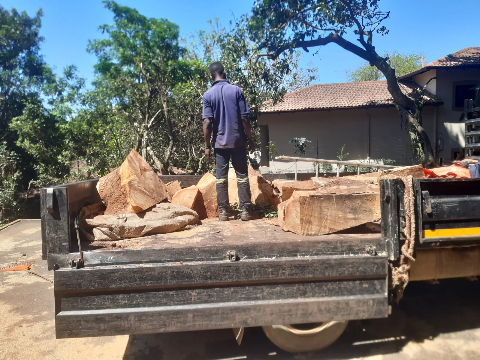 Cut timber loaded for cartage and removal