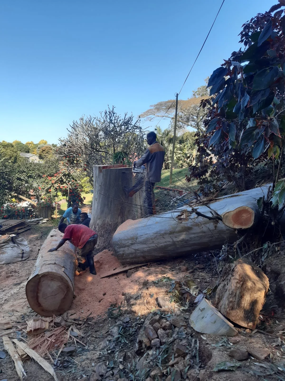 Bruce's team working on a large felled tree