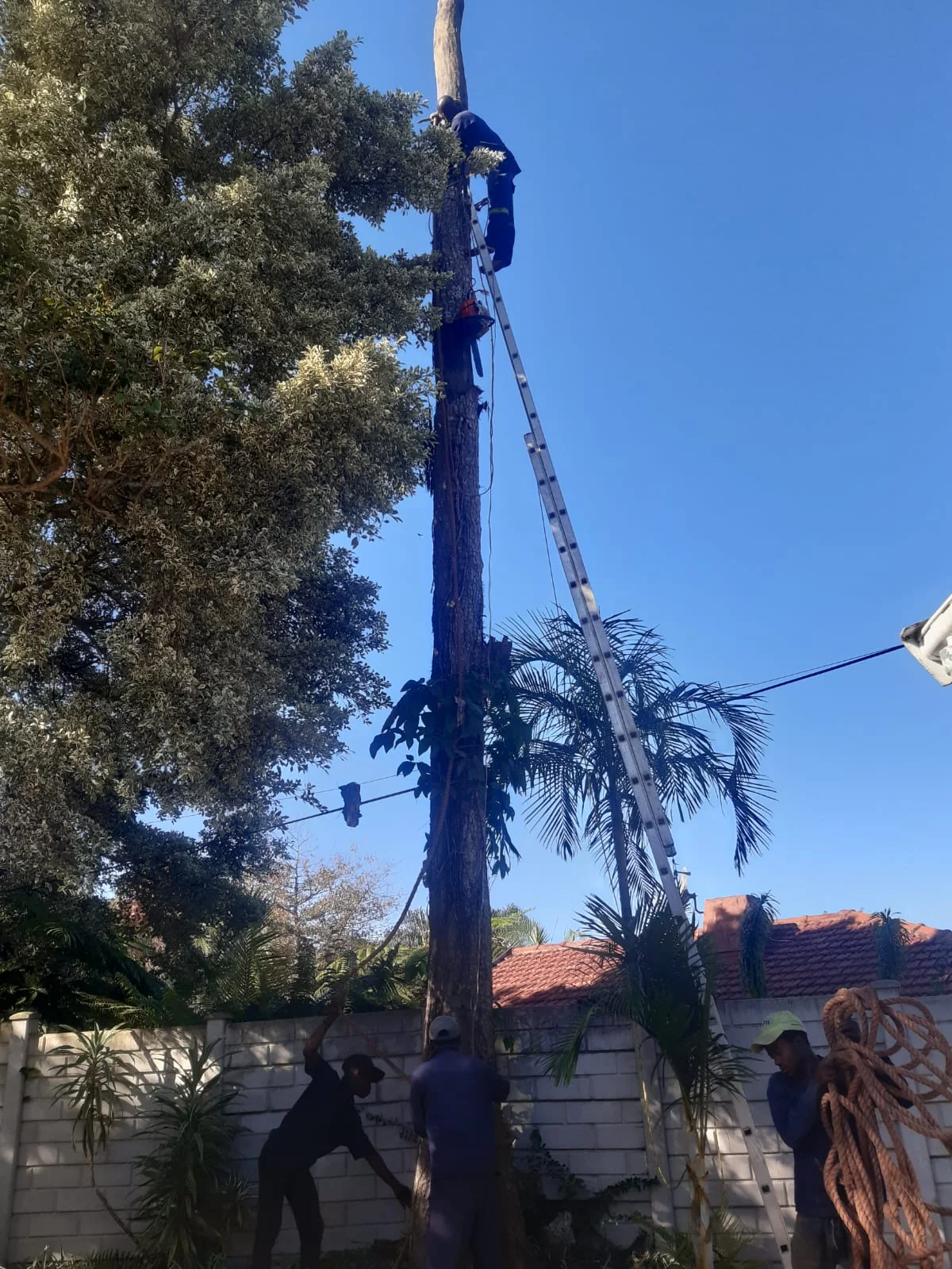 Tree worker carrying out tree work at height